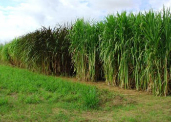 MS tem potencial para irrigar até 4 milhões de hectares de agricultura