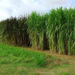 MS tem potencial para irrigar até 4 milhões de hectares de agricultura