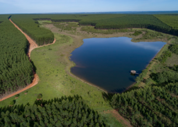 MS entra em nova era da celulose com megafábricas que