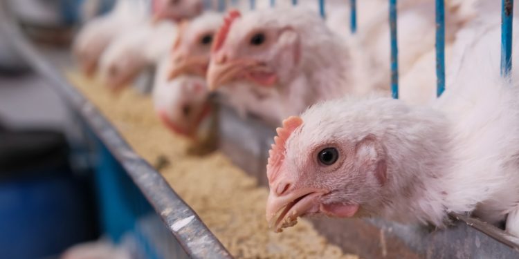 “Indústrias potencializam a nossa vocação agronômica”,