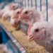 “Indústrias potencializam a nossa vocação agronômica”,