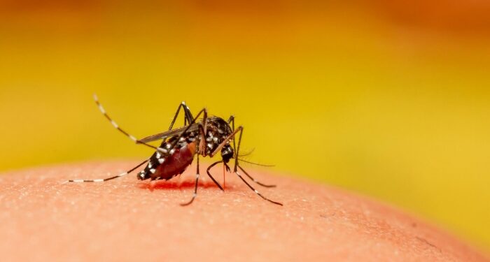 Saúde pede colaboração da população para evitar avanço da dengue e outras doenças