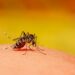 Saúde pede colaboração da população para evitar avanço da dengue e outras doenças