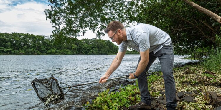 CTG Brasil solta mais de 1 milhão de peixes no rio Paraná