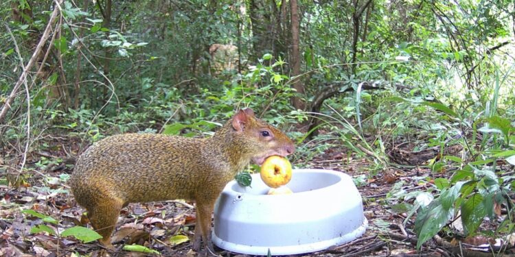 Câmeras especiais colaboram para a identificação de animais silvestres na Reserva Cisalpina