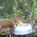 Câmeras especiais colaboram para a identificação de animais silvestres na Reserva Cisalpina