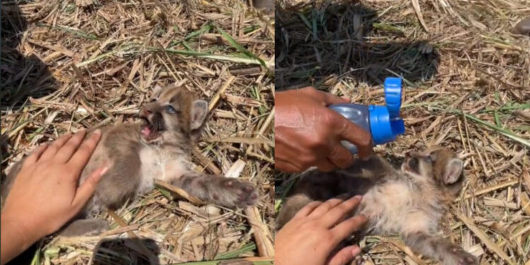 MATO GROSSO DO SUL Tratorista encontra filhote de onça durante colheita de cana e se derrete: ‘Coisa mais linda’